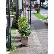Restaurante ocupaba espacio público en el barrio Palermo de Manizales con macetas
