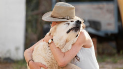 Las mascotas no pueden ser embargadas: decisión de la Corte Constitucional en Manizales