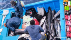 Extranjeros pescaban ilegalmente en santuario de Malpelo, en Buenaventura (Valle)