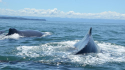 Adiós al tránsito de ballenas sobre el Pacífico Colombiano 