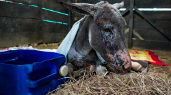 Resiliencia en el Tolima: avanza la recuperación de burro quemado en incendio forestal